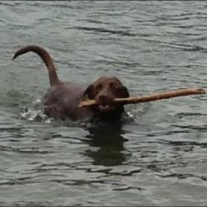 Meet your Posher, Terra